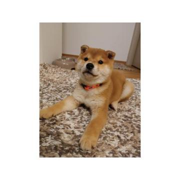Shiba inu stenci povoljno