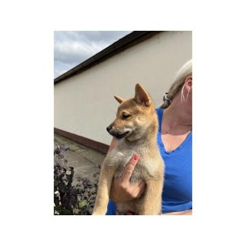 Shiba inu štenci 