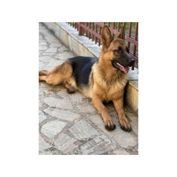 Zenka NEMACKOG OVCARA, stara 10 meseci 