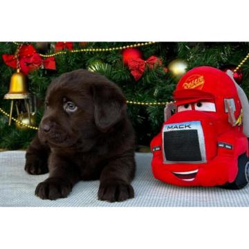 Labrador retriver čokoladni štenci na prodaju