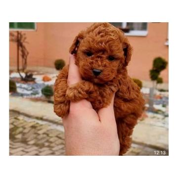 Malene, prelepe,  teddy bear toy pud 