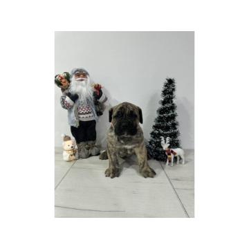 Preca Canario Kanarska doga štenci