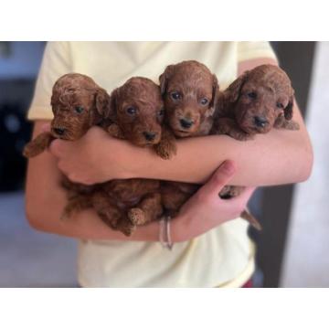 Patuljasta pudla štenci