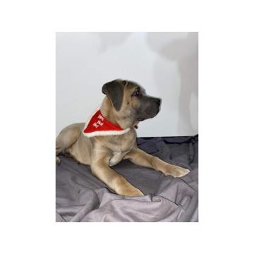 Dostupni stenci Cane Corsa  