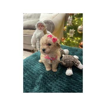 Maltipoo prelepi stenci + POKLON