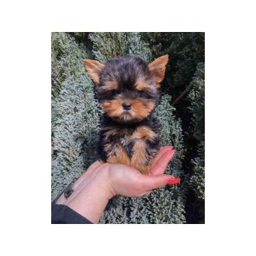 Jorkširski terijer mini   