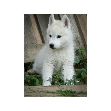 Na prodaju muško štene haskija – savršen ljubimac za vas!