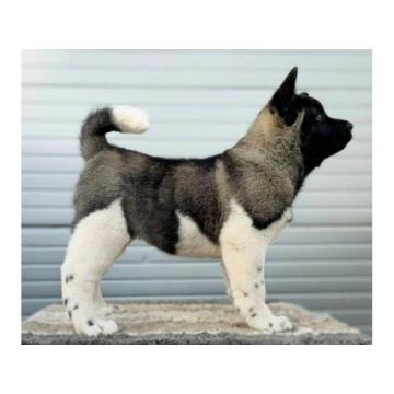 Američka Akita, TOP štenci