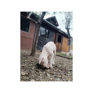 Dogo Argentino štenci