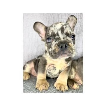 Francuski Buldog stenci egzoticnih boja