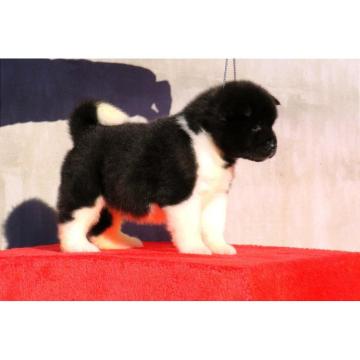 Naziv oglasa Americka akita stenci