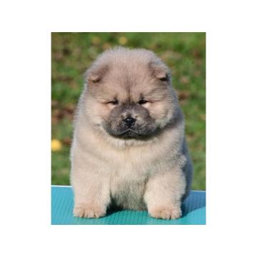 Chow Chow Cau Cau Čau Čau