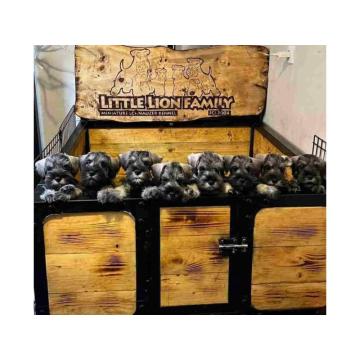 Odgajivacnica PATULJASTIH SNAUCERA Belih i Biber so 