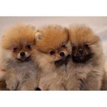 Pomeranski spic - 3 muzijaka