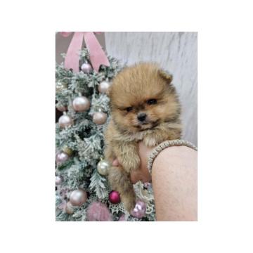 BOO teddy bear pomeranci 