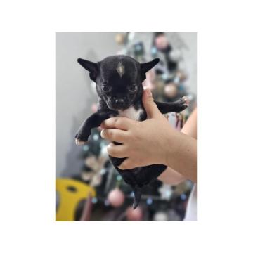 Mikro CIVAVE, spremne za preuzimanje 