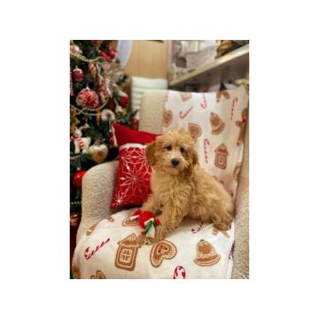 Pudle prelepi aprikot štenci  