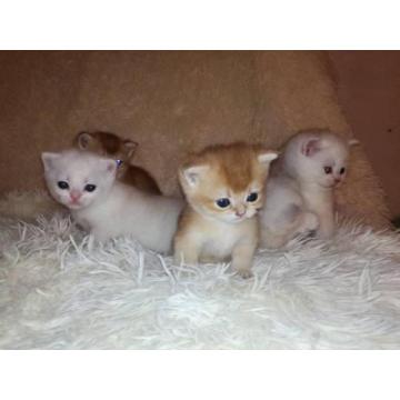 Britanski kratkodlaki mačići