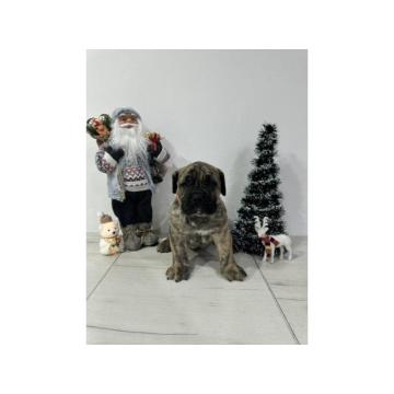 Preca Canario Kanarska doga štenci