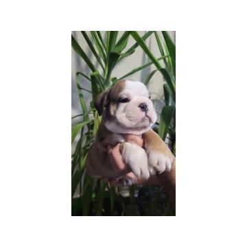 Engleski buldog štenci  