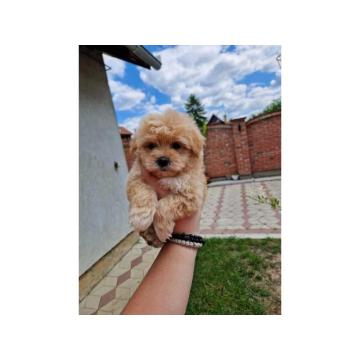 Preslatke bebice MALTIPOO  