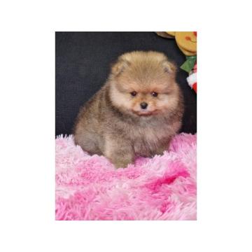 Pomeranac prelepi štenci
