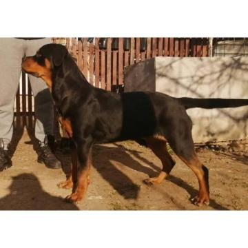 Rotvajler  ženka na poklon