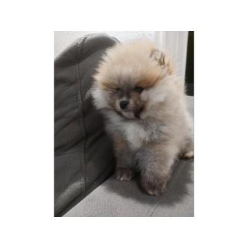 Pomeranci – Ljubav na Prvi Pogled!