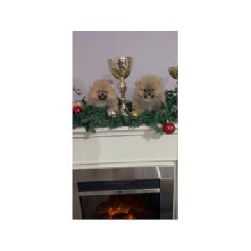 Pomeranac štenci vrhunskog kvaliteta 