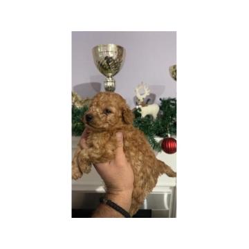 Toy pudle vrhunski štenci  