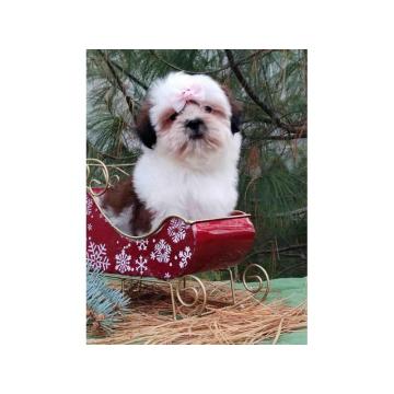 SHIH TZU žensko štene 