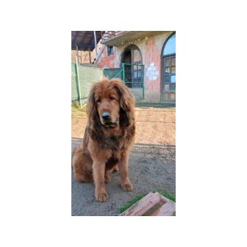 Prodajem dve ženke Tibetanskog mastifa stare 10 meseci