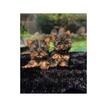 Jorkširski terijer (mini) 