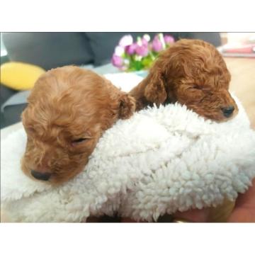 Toy Pudle – Ljubav na Prvi Pogled!