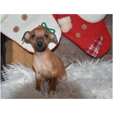 Štenci malog Italijanskog HRTA (picolo italiano hrt) 