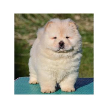 Chow Chow Cau Cau Čau Čau