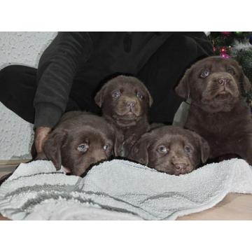 Cokoladni stenci Labrador retriver