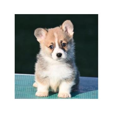 Velski korgi/Welsh Corgi Pembroke