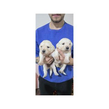 Na Prodaju Stenci Zlatnog Retrivera