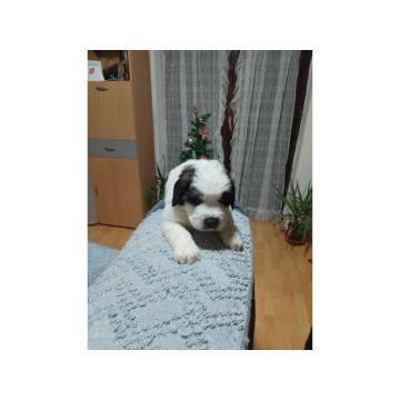 Stenci BERNARDINACA   sa papirima, 