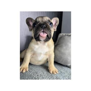 Francuski Buldog stenci