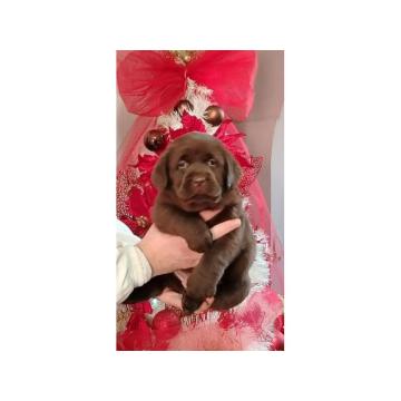 Štenci labrador retrivera 