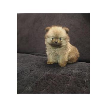 Štenci pomeranskog špica