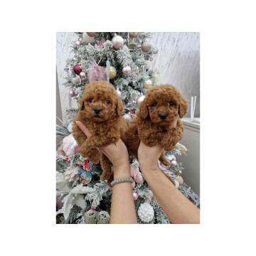 Prelepe malene pudle crvene boje 