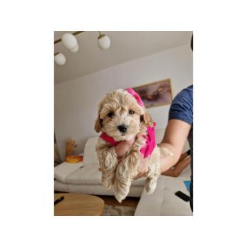 Preslatke bebice MALTIPOO  