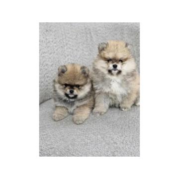 BOO teddy bear POMERANCI  