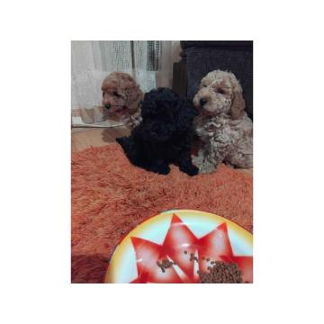 Na prodaju stenci patuljaste pudle 