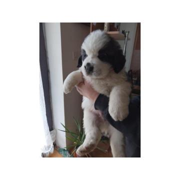 Stenci BERNARDINACA   sa papirima 