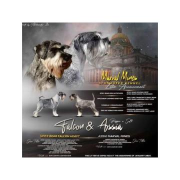 Srednji šnaucer štenci