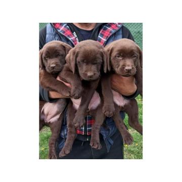 Na prodaju, čokoladni labradori 